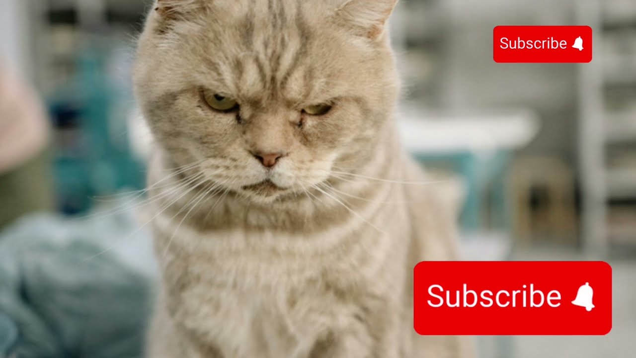 Heartbroken Your Cat Couldn&rsquo;t Care Less #shortsvideo #shorts #shortsvideoyoutube