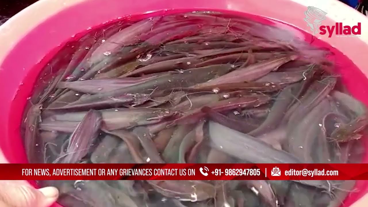 Thnem ka iew die dohkha trai jylla ha Iewduh Shillong