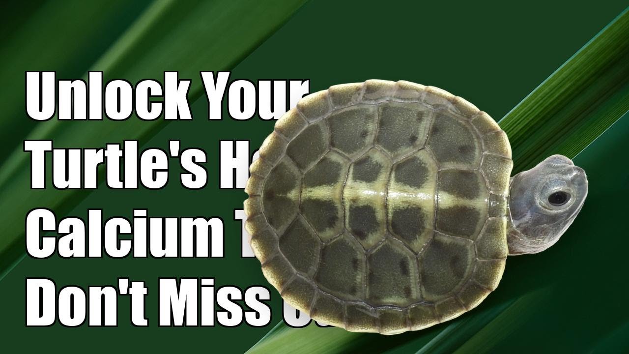 Unlock Your Turtle's Health: Essential Calcium Tips You Can't Afford to Miss!