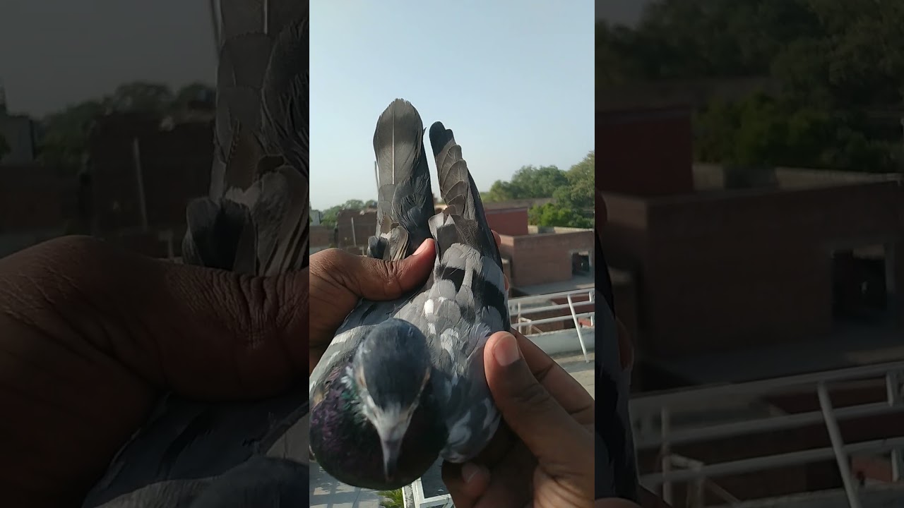 panther naam hi kafi hai 🥰 ||ustad ch kamran #short