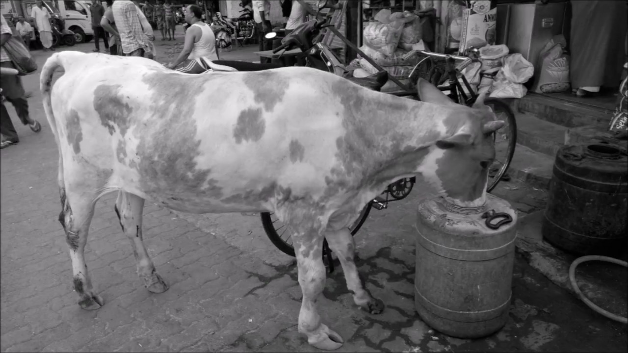 My Walk  Bandra 2 Shot By Firoze Shakir