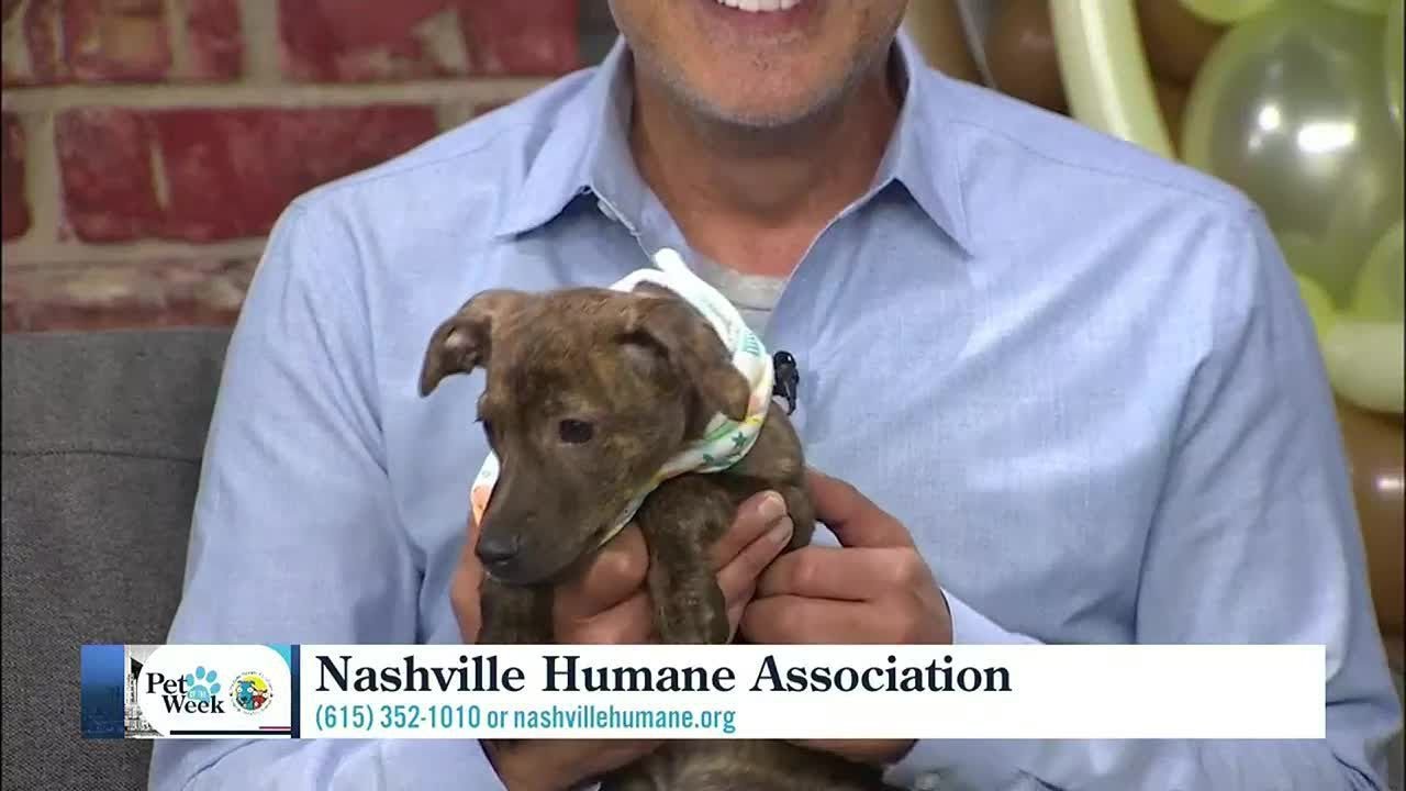 Meet Pet Of The Week 