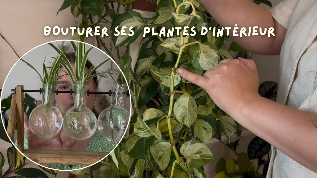 Bouturer ses plantes d’intérieur : tutoriel pour débutant