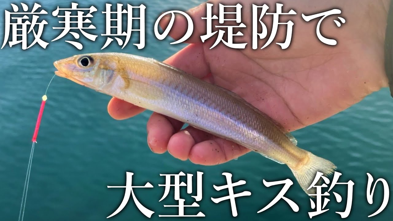 堤防からちょい投げで大型のキスが釣れる！厳寒期に接岸する落ちギスの釣り方を紹介します
