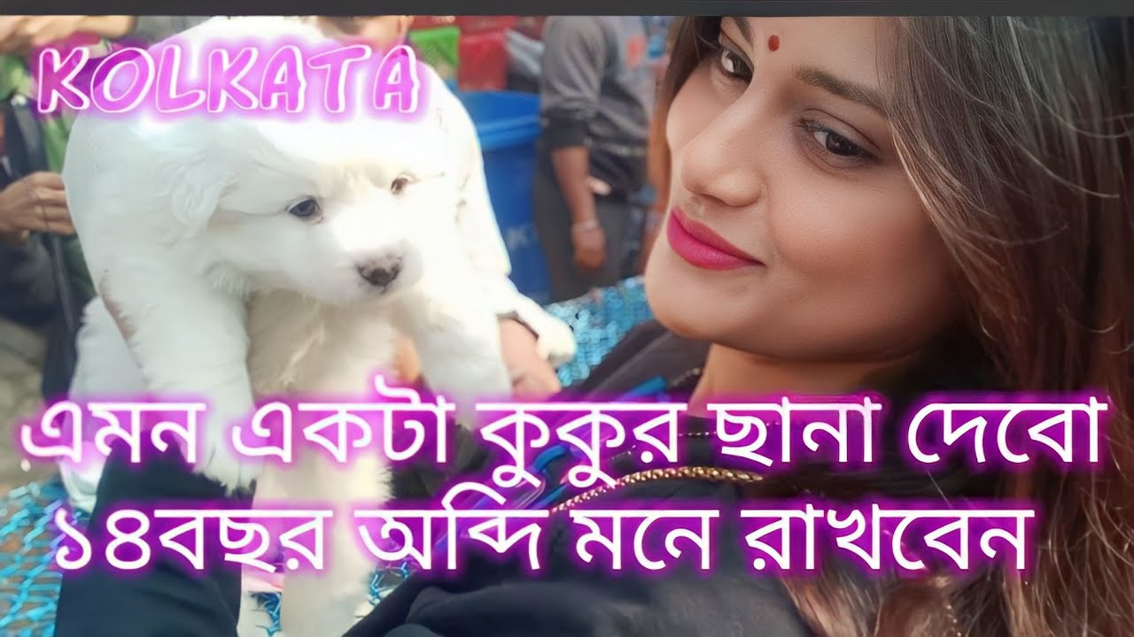Galiff Street dog market in kolkata।Galiff Street pet market in kolkata। NEW DOG price kolkata 2024
