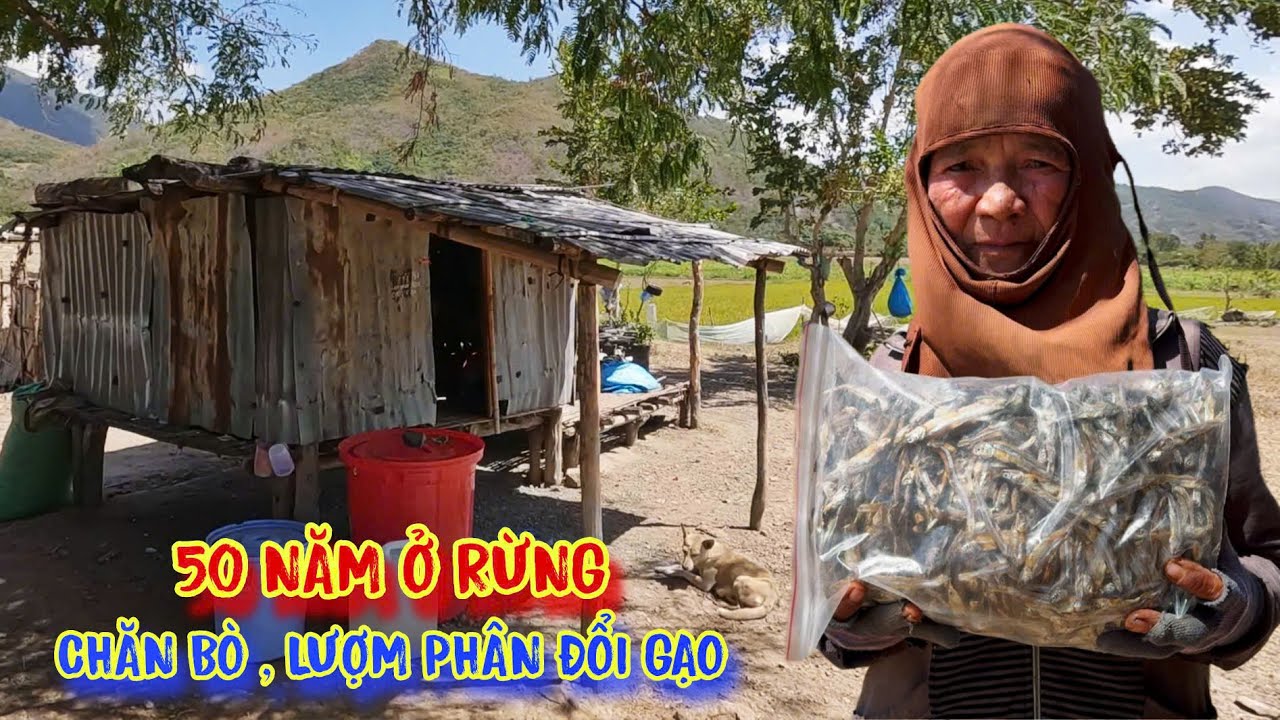 PHỤ NỮ nghèo, 50 năm ở rừng, chặt củi, CHĂN BÒ mướn - tập 1653
