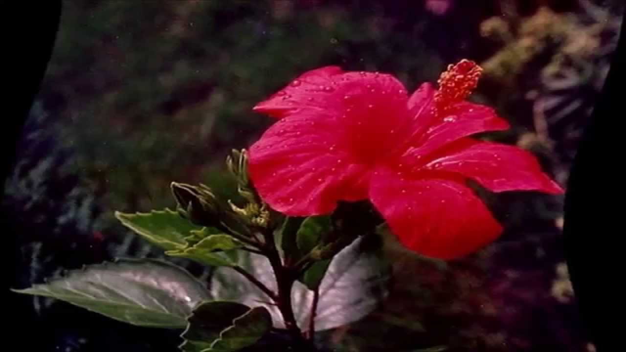 De Hibiscus