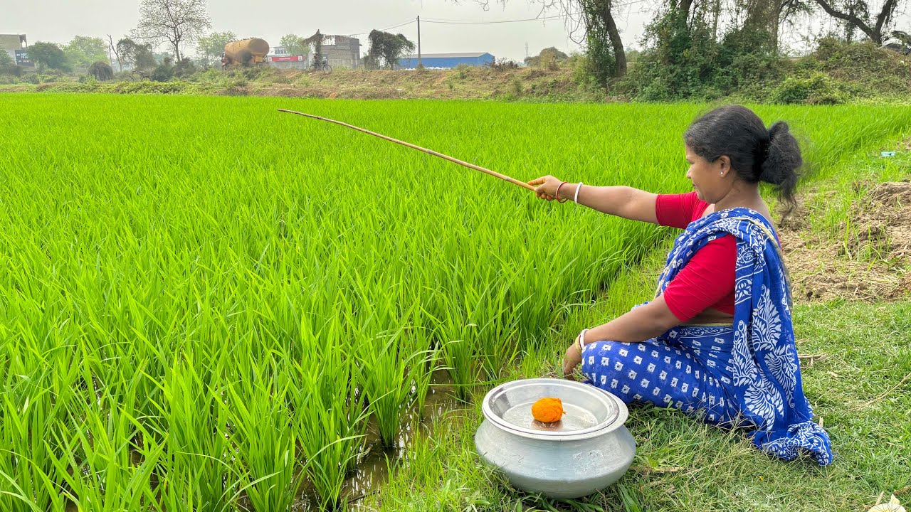 Fishing Video || Traditional lady fishing with a hook from the rice field || Amazing hook fishing