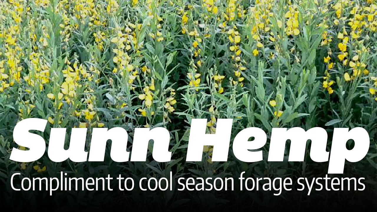 Sunn Hemp