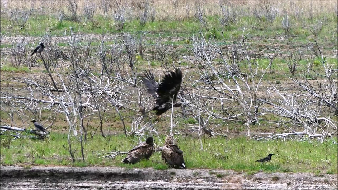 Seeadler in der Lausitz, Akrobaten der Lüfte !