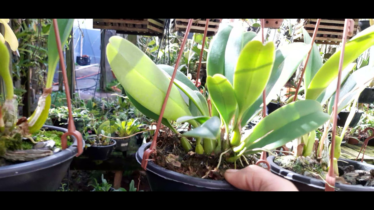 bulbophyllum grandiflorum exótico e maravilhoso