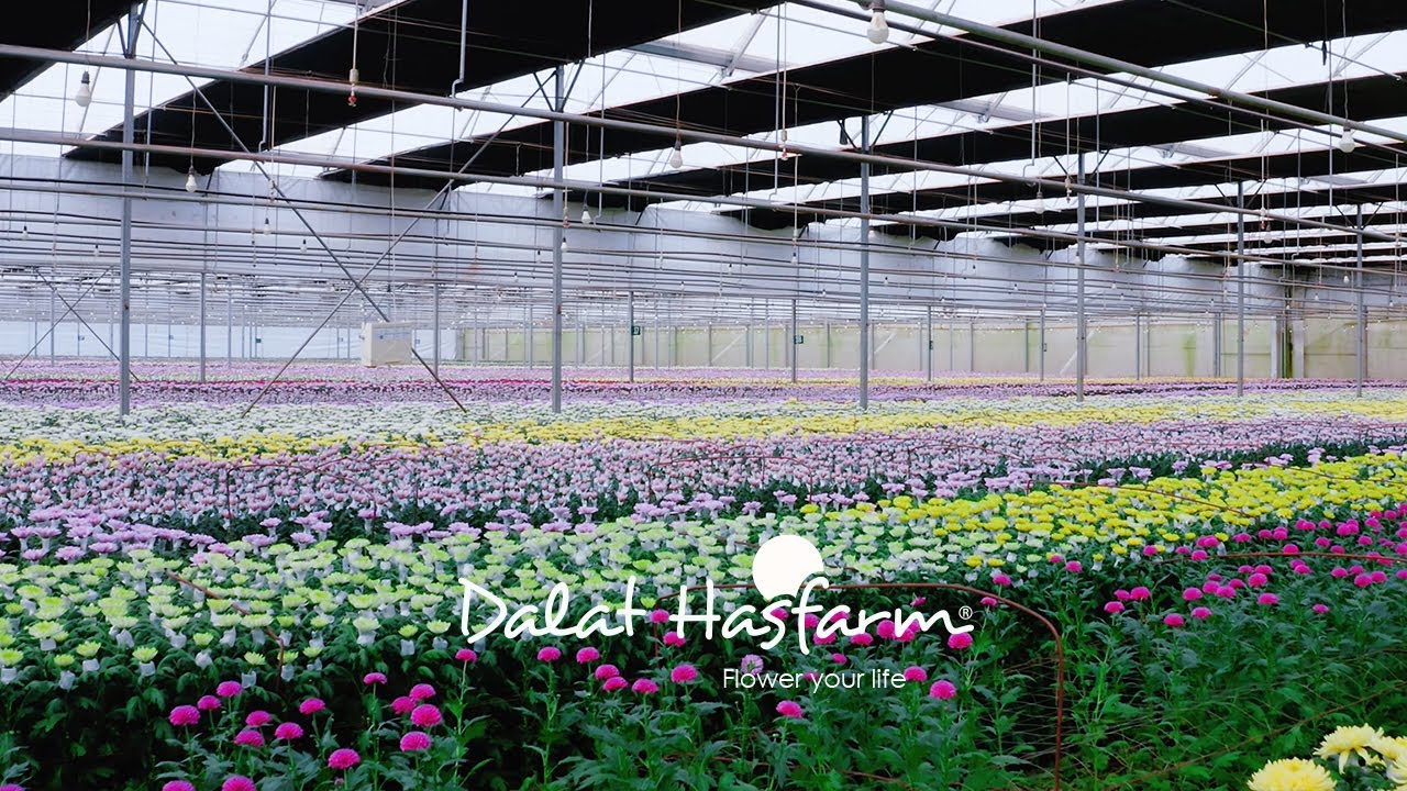 Dalat Hasfarm - Thương hiệu hoa tươi 
