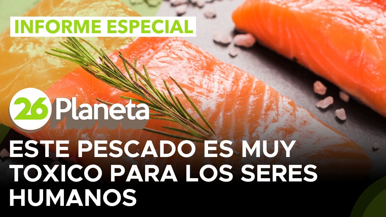&iquest;Cu&aacute;les son las consecuencias de ingerir salm&oacute;n de criadero y por qu&eacute; es un peligro para la salud?