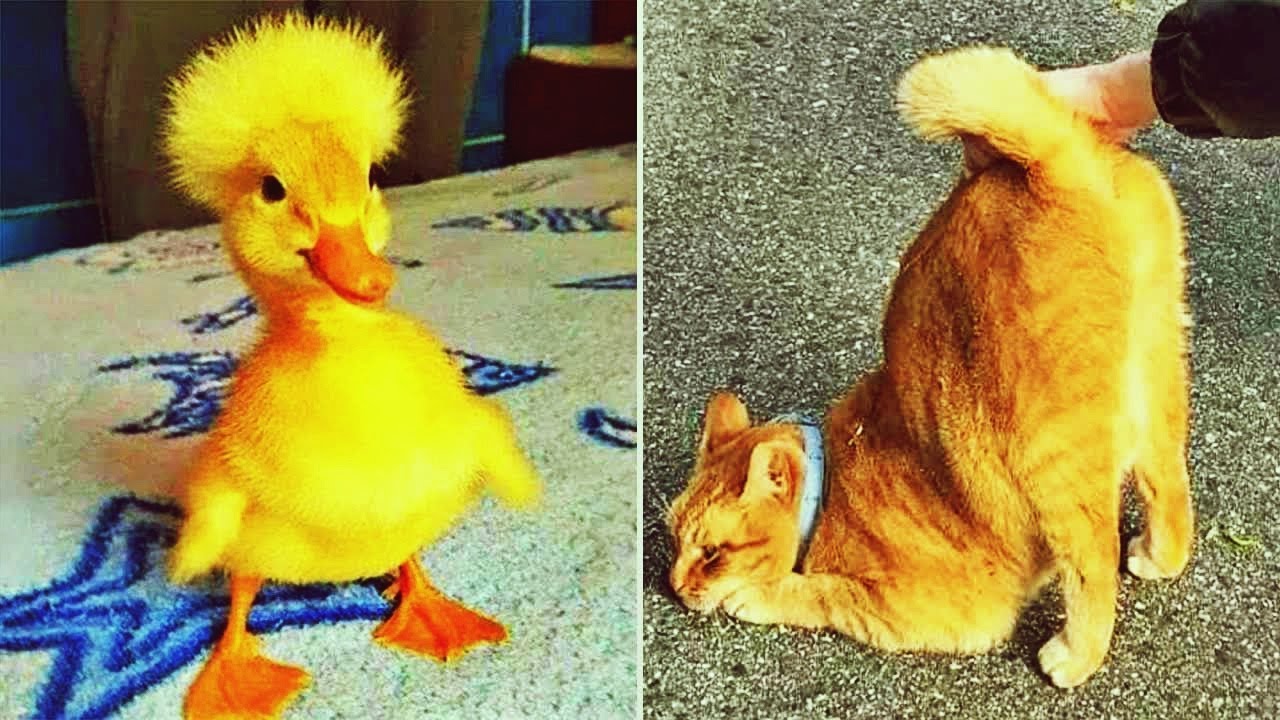 𝐘𝐨𝐮 𝐋𝐚𝐮𝐠𝐡 𝐘𝐨𝐮 𝐋𝐨𝐬𝐞 🐱😹🙀 𝐅𝐮𝐧𝐧𝐢𝐞𝐬𝐭 𝐃𝐨𝐠𝐬 𝐚𝐧𝐝 𝐂𝐚𝐭𝐬 𝟐𝟎𝟐𝟒 😻
