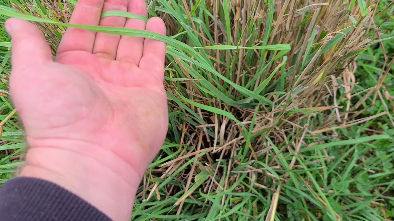 Dormant Switchgrass in Cool Season Pastures
#plannedgrazing #holisticmanagement #carbonsequestration