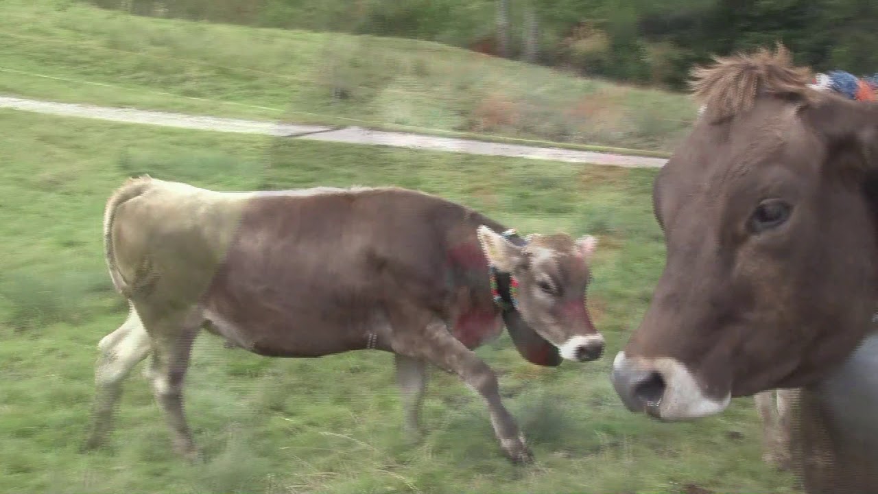 Allgäu Haslacher Viehscheid DRF-1