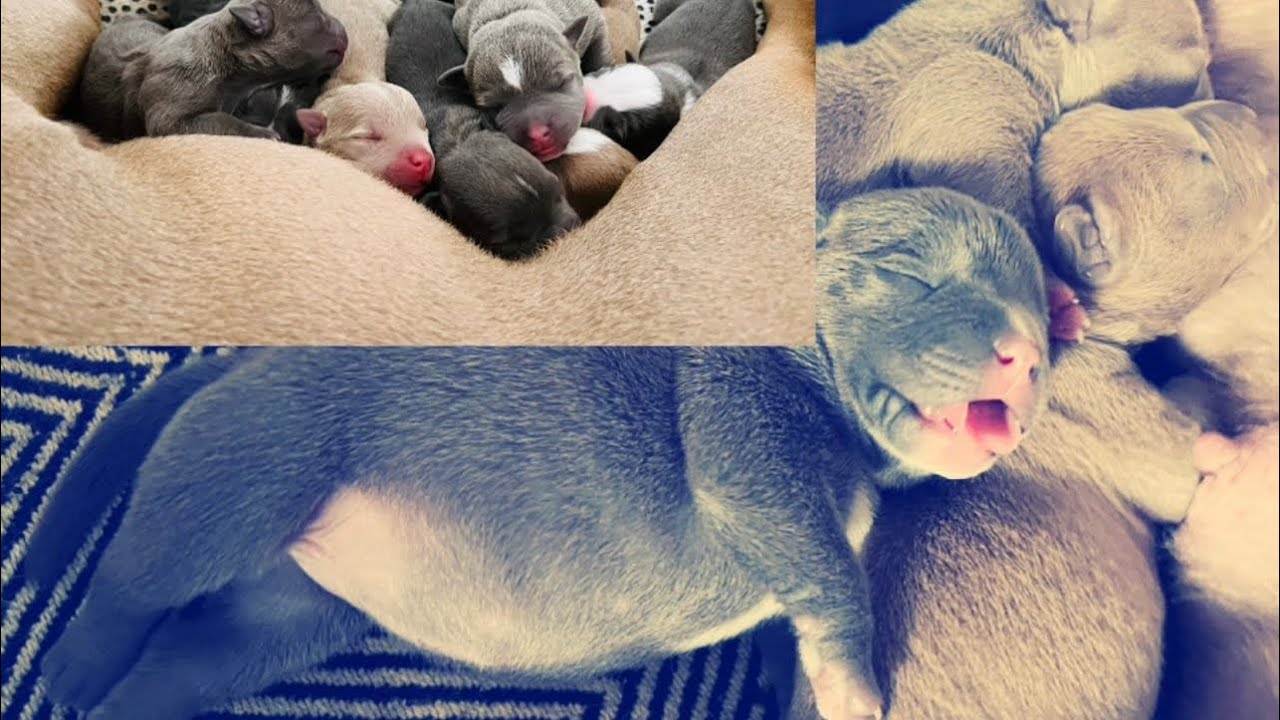 WELPEN GEBURT!!!AMERICAN BULLY STANDARD