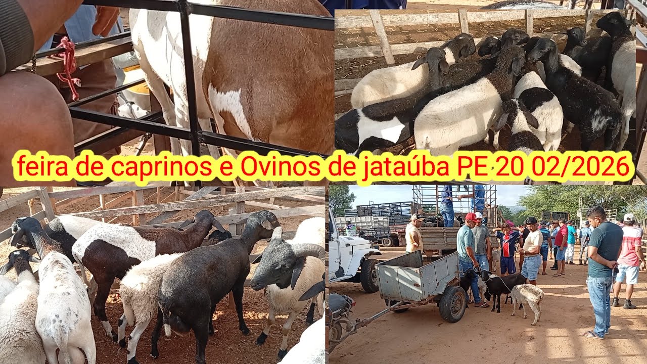 Feira de caprinos e Ovinos de jataúba PE 20/02/2026