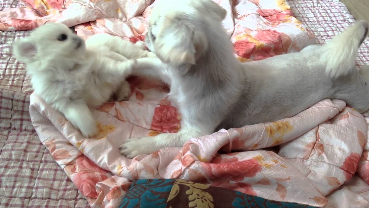 페키니즈 엄마와 아들 - Pekingese son and mom