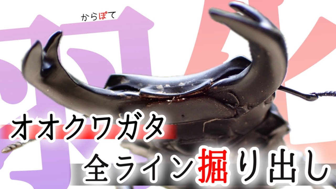 【オオクワガタ】全♂掘り出し！これがクワガタ飼育の一年の集大成！