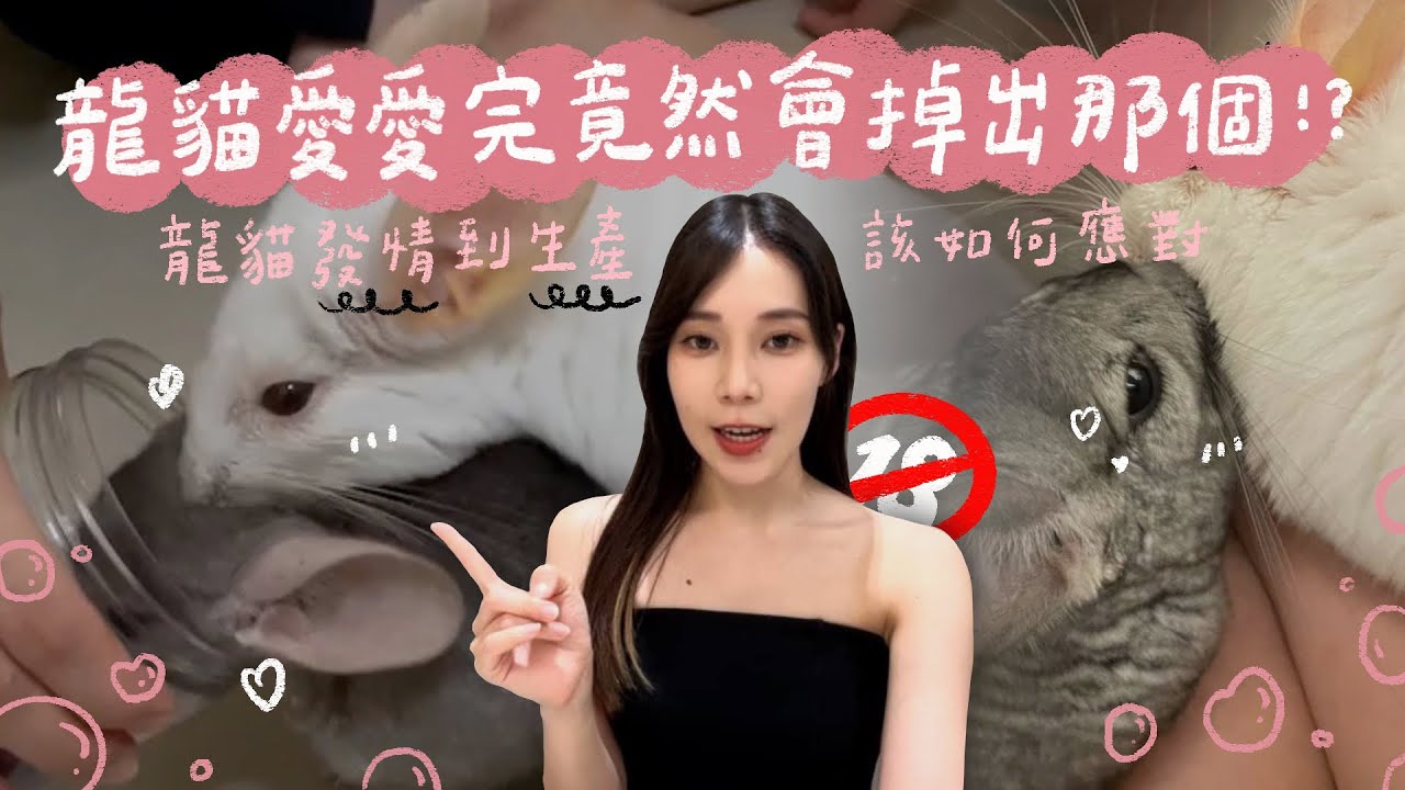 龍貓愛愛完竟然會掉出那個！龍貓需要絕育嗎？什麼是血配？龍貓發情、交配到生產應該如何應對｜動物心球【心兒】