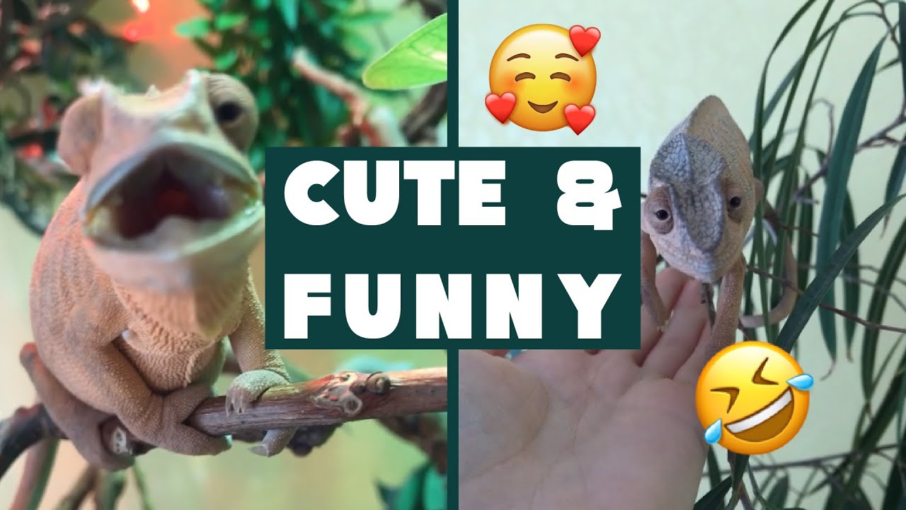 Cute and funny chameleon compilation 2020