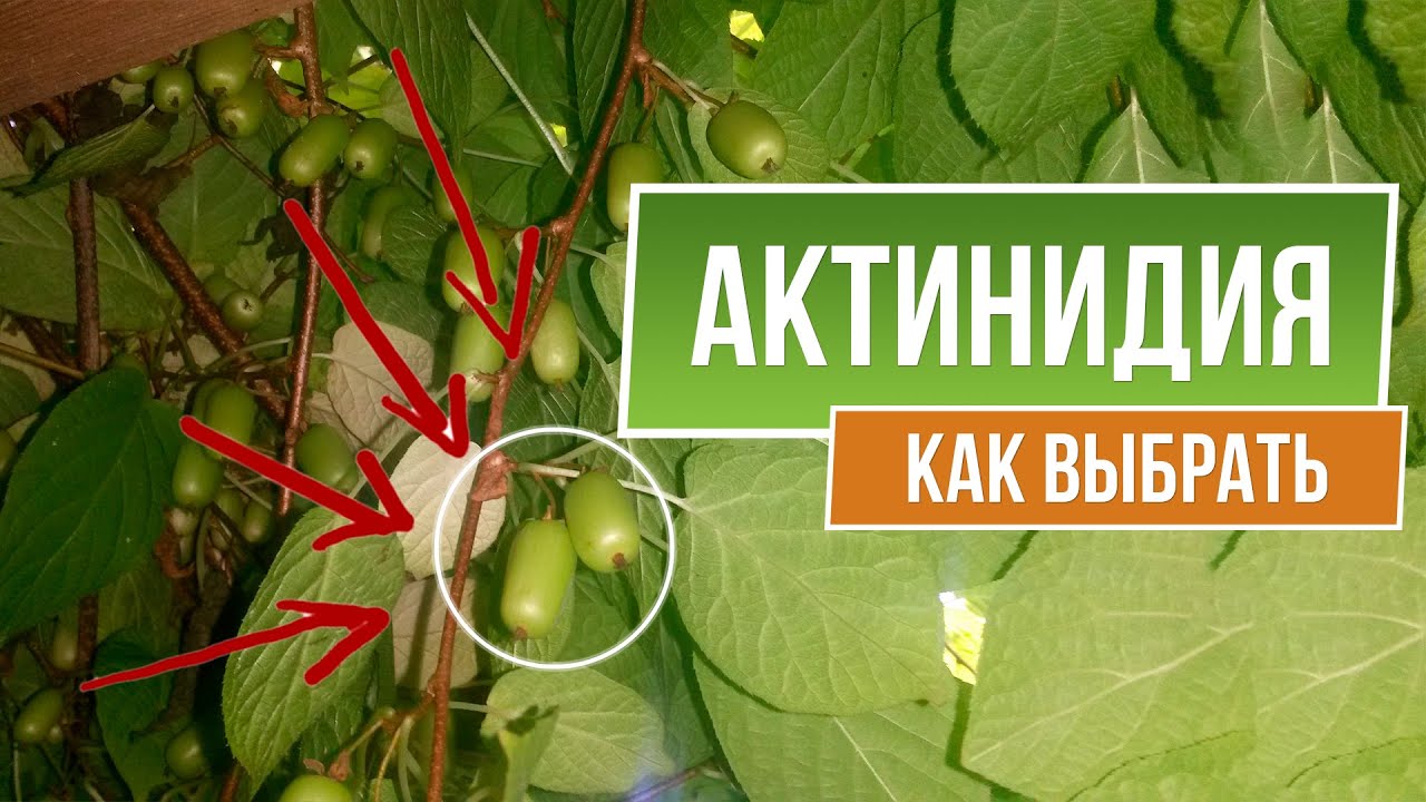 Как выбрать Актинидию ✿  Посадка и Уход