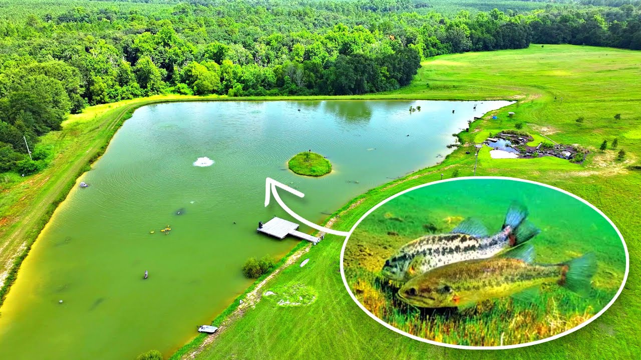 This is Causing a Big Problem at the 5 Acre Pond!