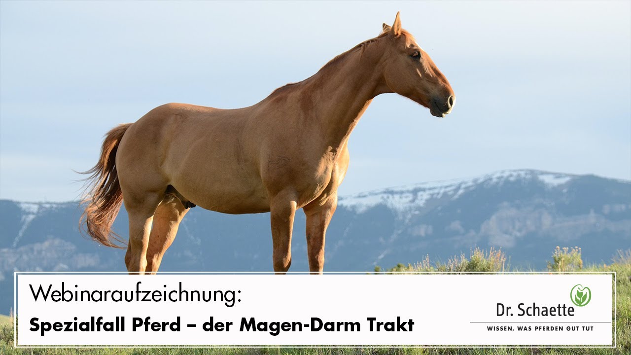 Webinar-Aufzeichnung: Spezialfall Pferd – der Magen-Darm Trakt