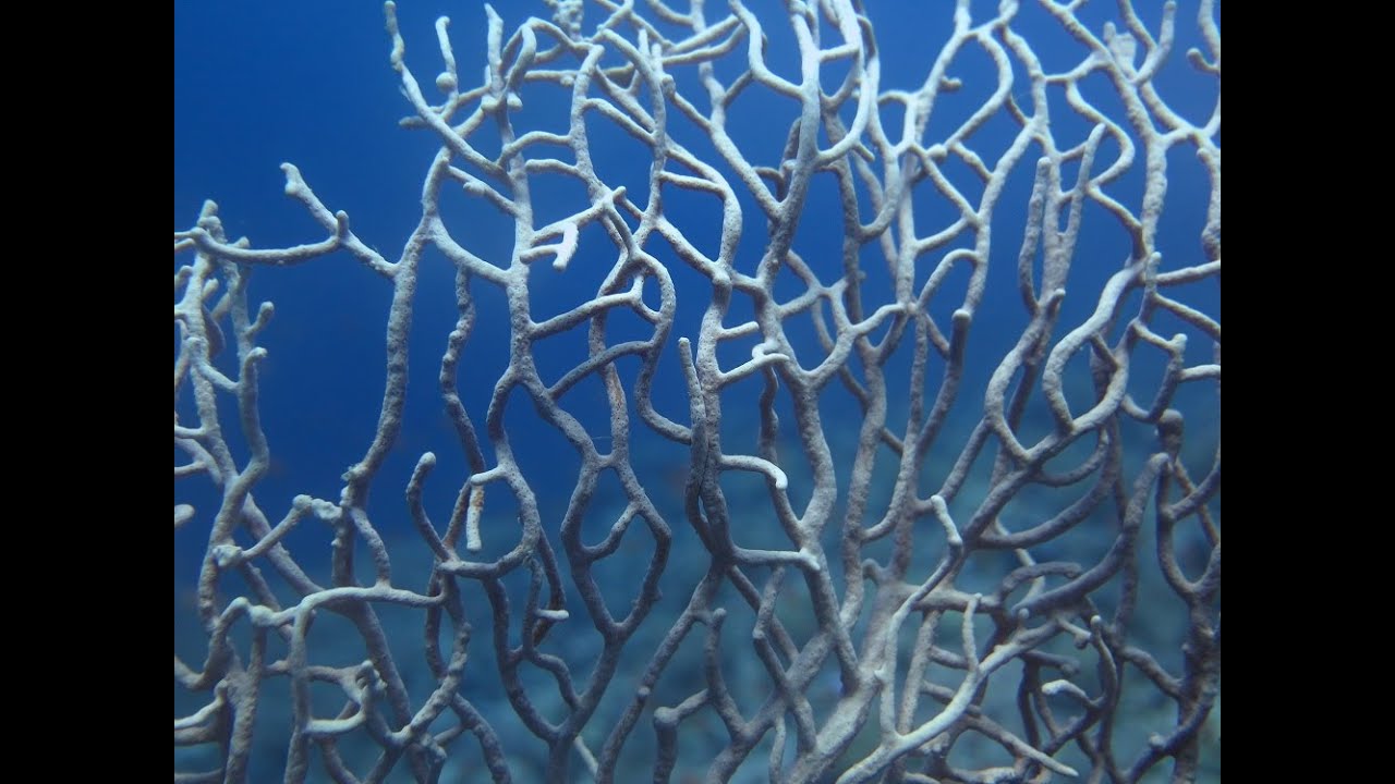 Exploration E001, Freediving in Nabq national park overnight trip from Dahab