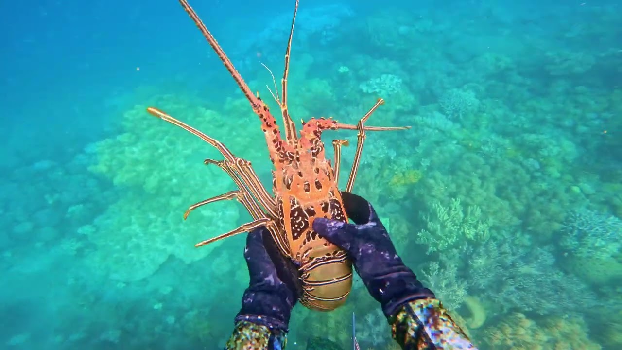 DIVERS of Palm | indigenous community Australia - Crayfish Hit