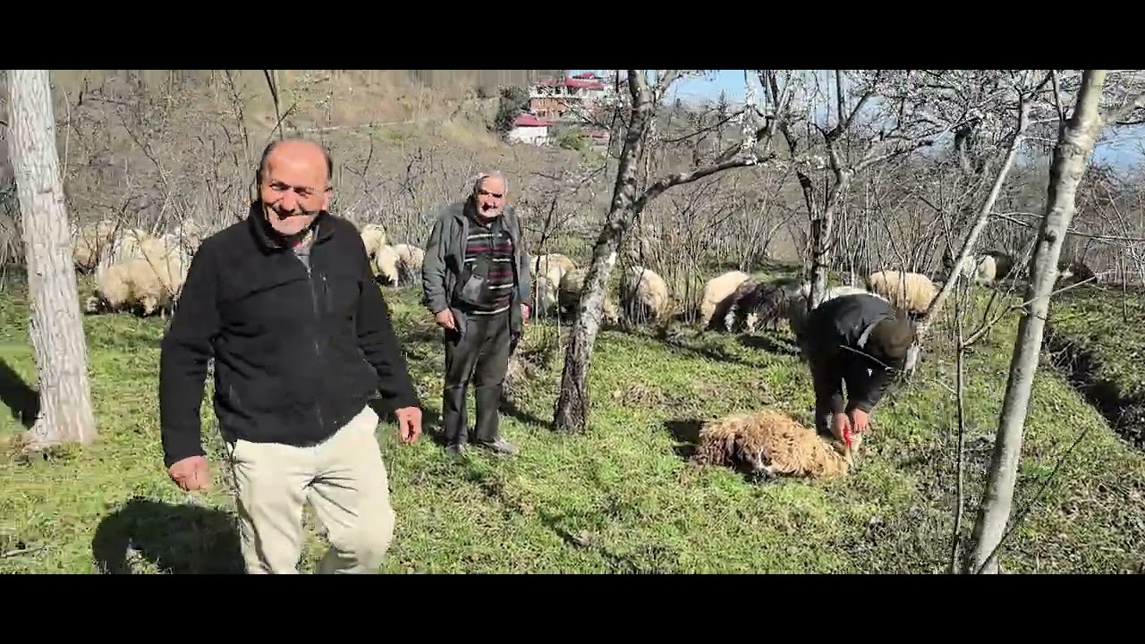 Merhaba ben Turgay usta hayırlısıyla adamızı yerine getirdik Allah kabul etsin inşallah 🧿🧿🌾🌾🌾🌾