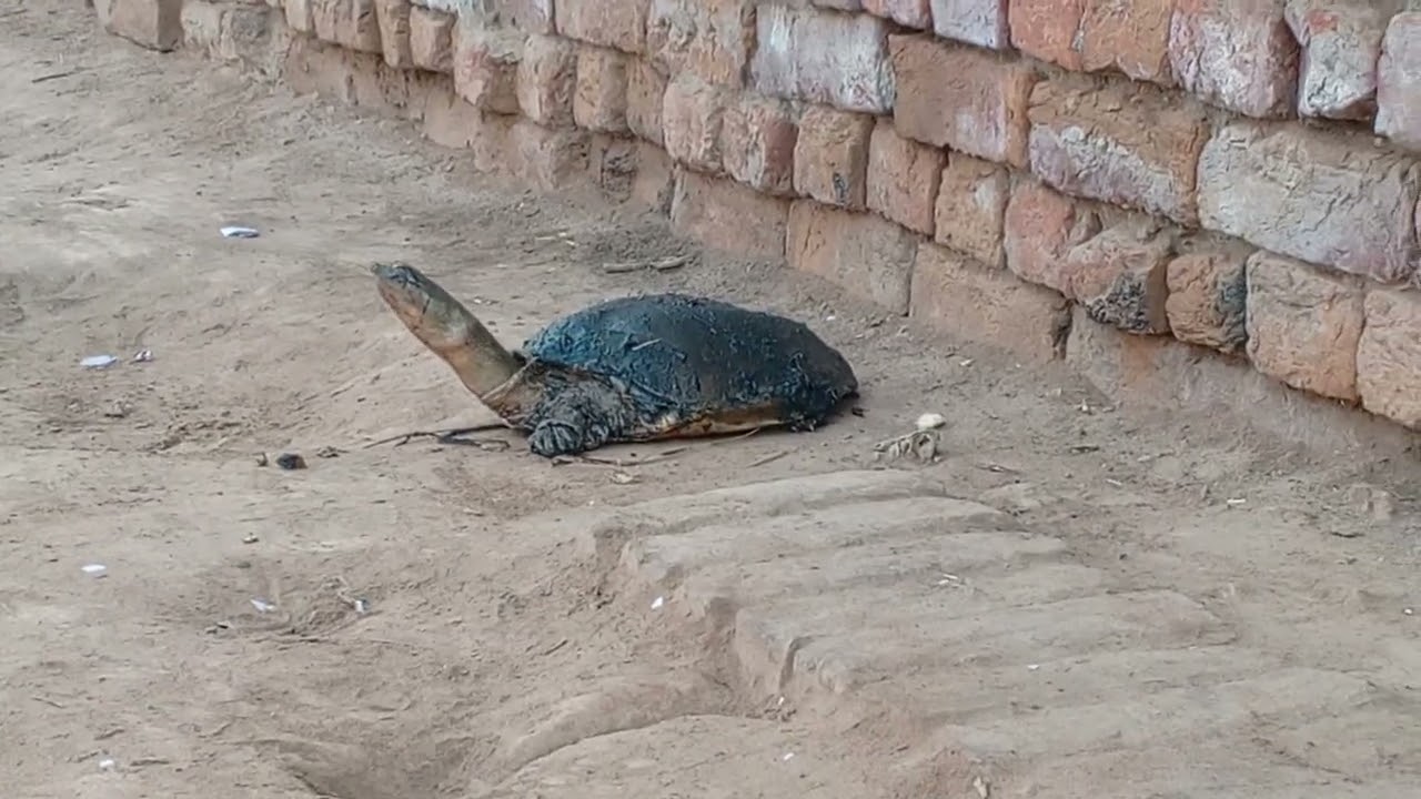 Road Par Turtle Mila 🐢 | Rescue & Release | Turtle on Road Saved3