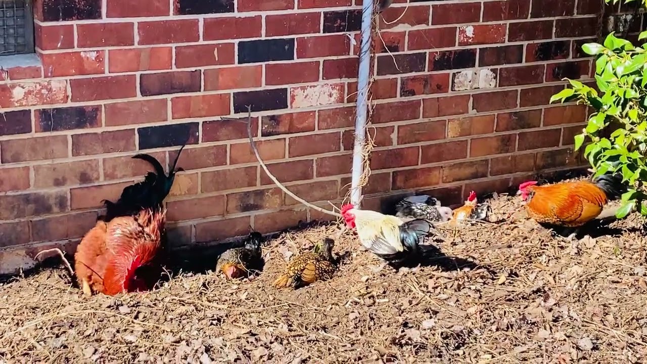Snowmelt Celebration: chickens sunning and dust bathing for the fist time in weeks 