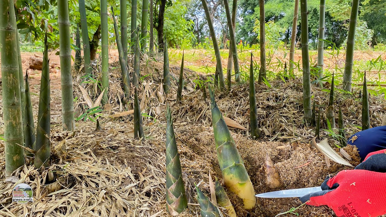 EP198 ASMR Bamboo Shoot หาหน่อไม้ ได้เยอะมากจ้า