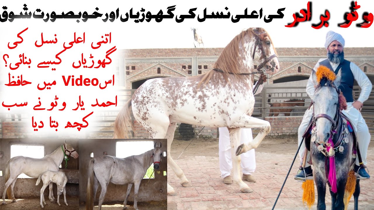 Watto brothers ka farm house|Horse in Pakistan|Horse interview|Horse forSale|پاکستانی گھوڑوں کاشوق