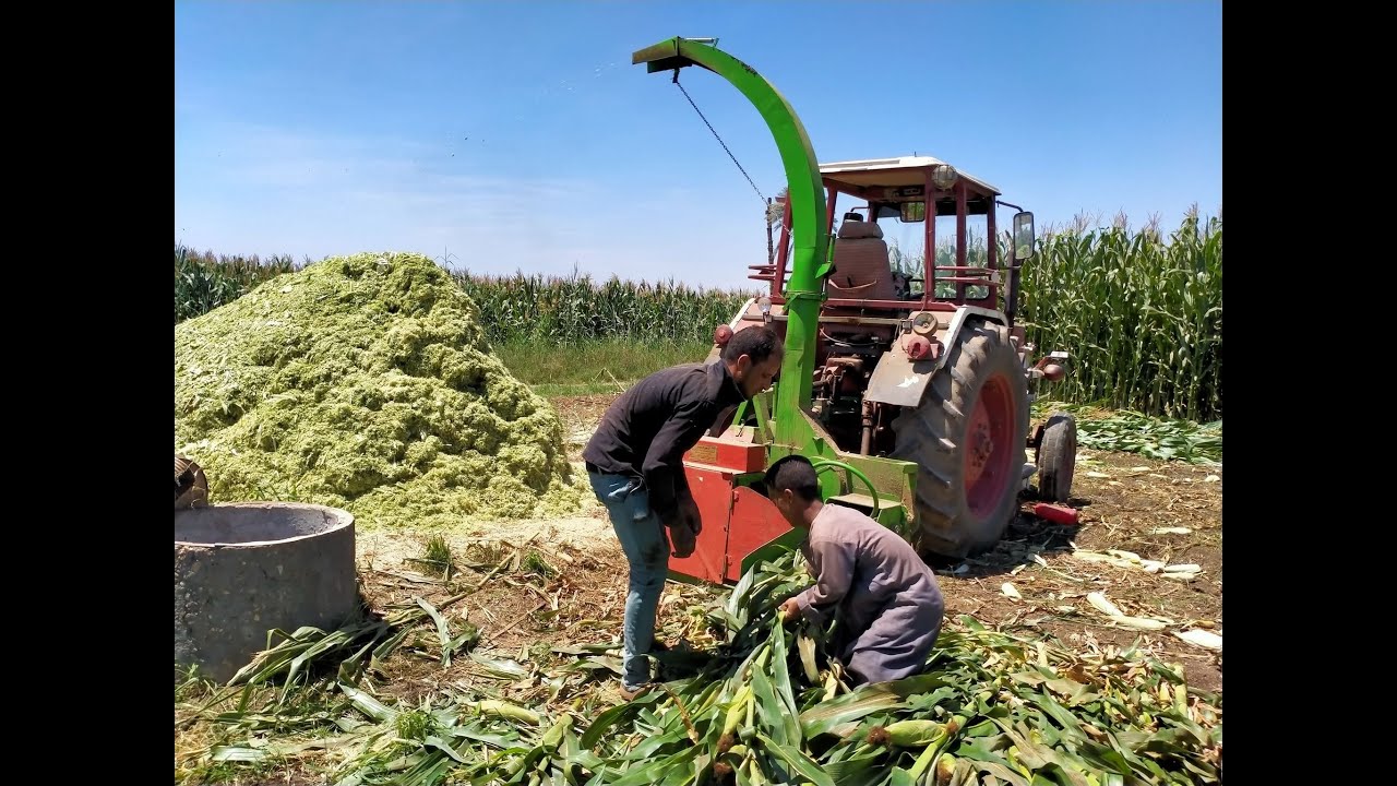 كوميديا عمر⁦👨‍🦳⁩ ومكينة دش الذرة الشامية 🌽