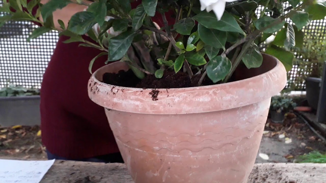 Gardenia,trasplante y cuidado!