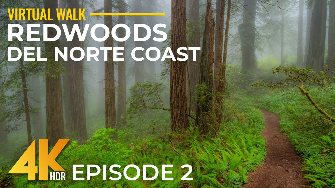 4K Hiking Del Norte Coast Redwood State Park Trails - Part 2 | Calm Forest Walk with Real Sounds