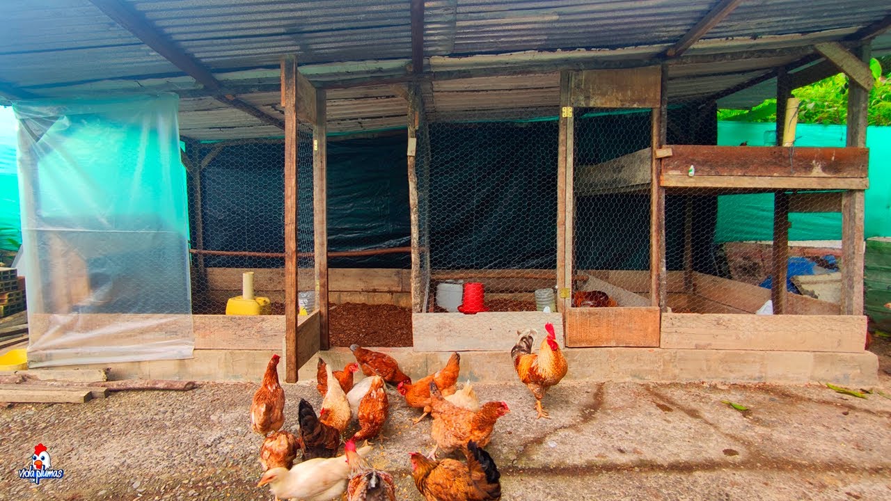 Mira como hice mi gallinero paso a paso