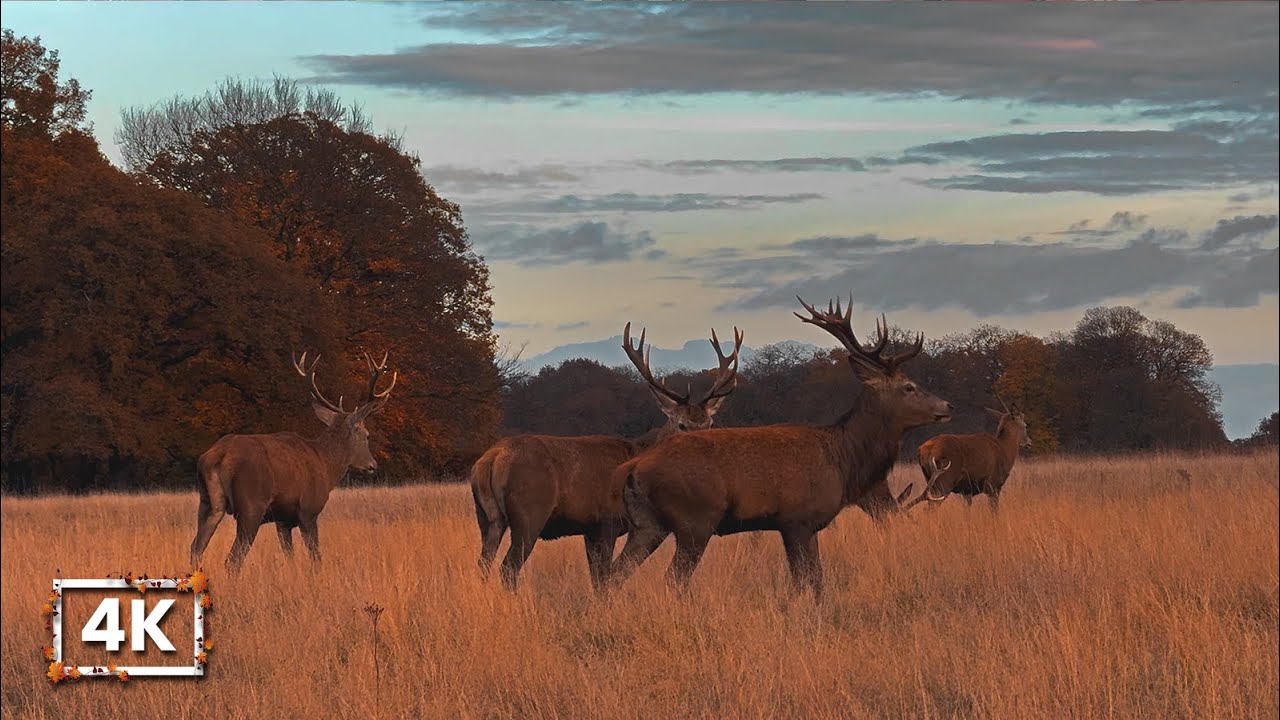 Beautiful Richmond London Autumn Walk | Hilltop Views, River Thames & Stags in Richmond Park | 4K
