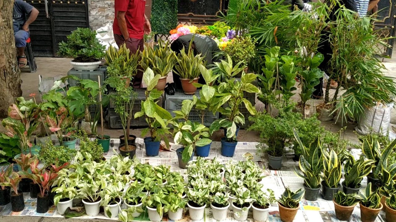 প্রচুর Indoor Plants আর সবার প্রিয় কোন নতুন গাছ মার্কেটে উঠলো? Galiff Street Plant Market Kolkata