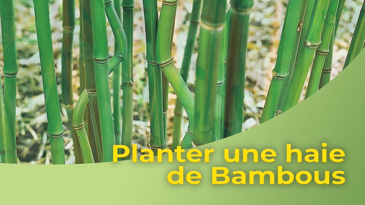Planter une haie de Bambous