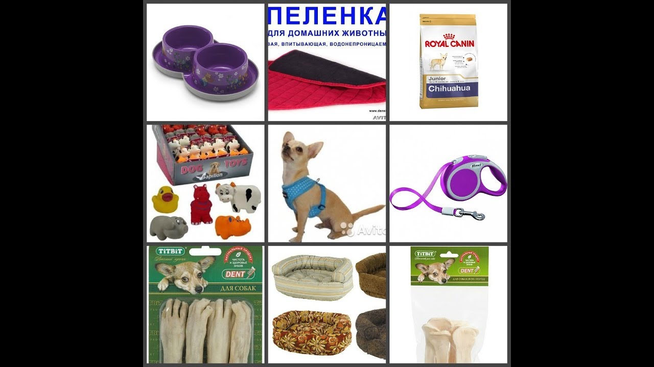 УХОД и СОДЕРЖАНИЕ собаки ЧИХУАХУА /ЧТО НЕОБХОДИМО ЩЕНКУ породы ЧИХУА хуа? Питомник МАРИ МИСТИК спб