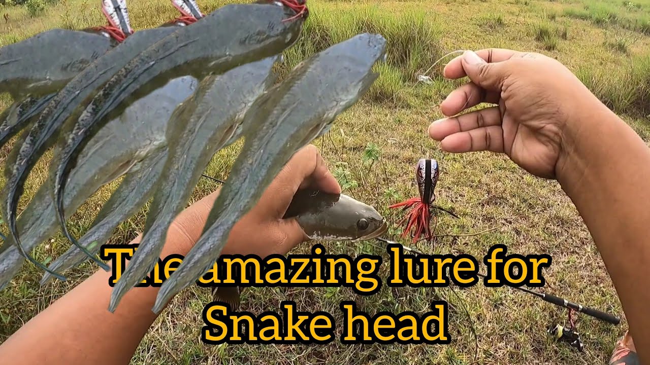 One of dbest lure for  snake head/ jump frog lure 🐸🐸 
