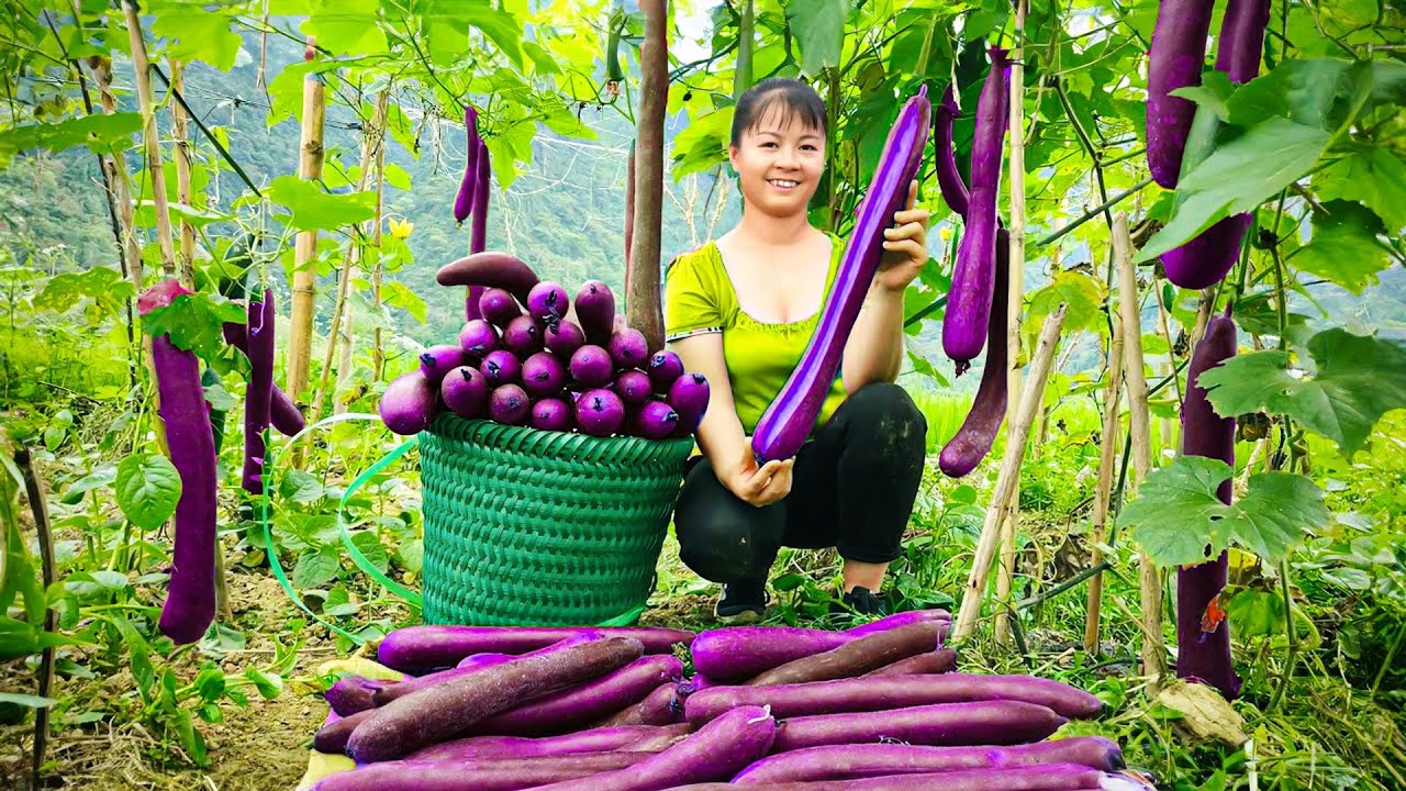 Harvesting Melon Fruit Goes to market sell - Melon garden on the pond | Tiểu Vân Daily Life