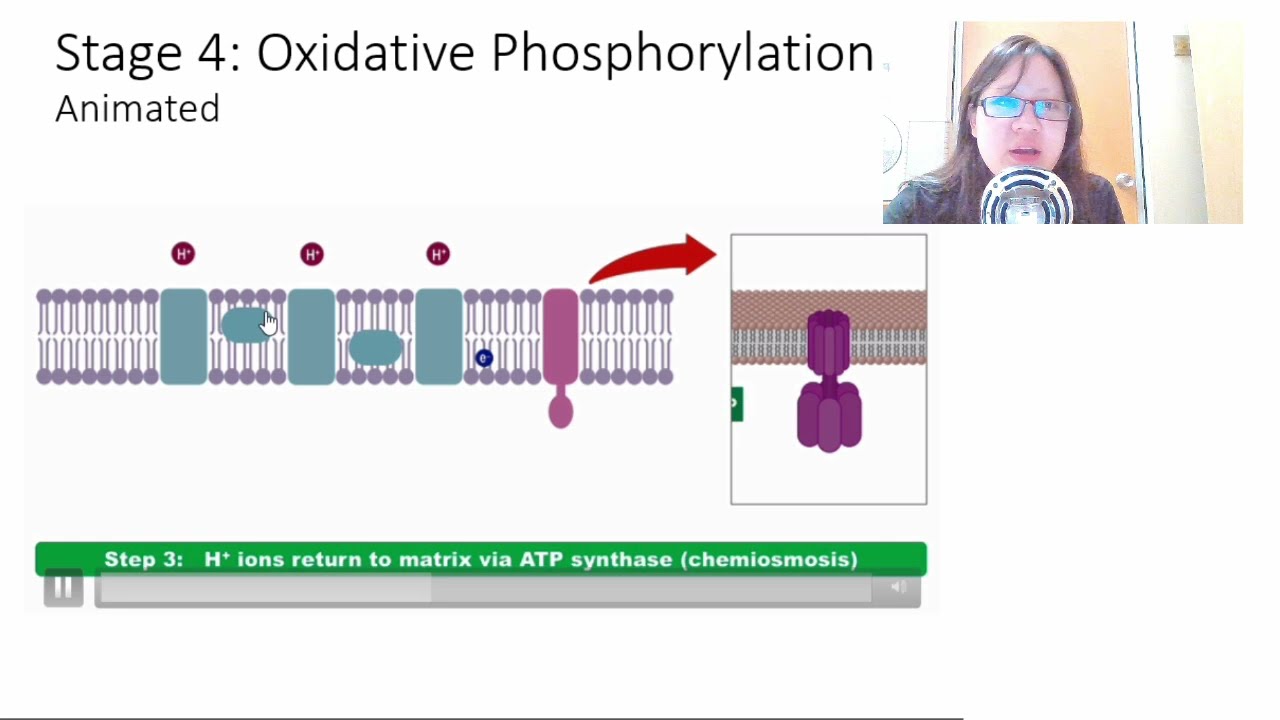 Chap 12 (Part 1b) Aerobic Respiration (GLKO) | Cambridge A-Level 9700 Biology