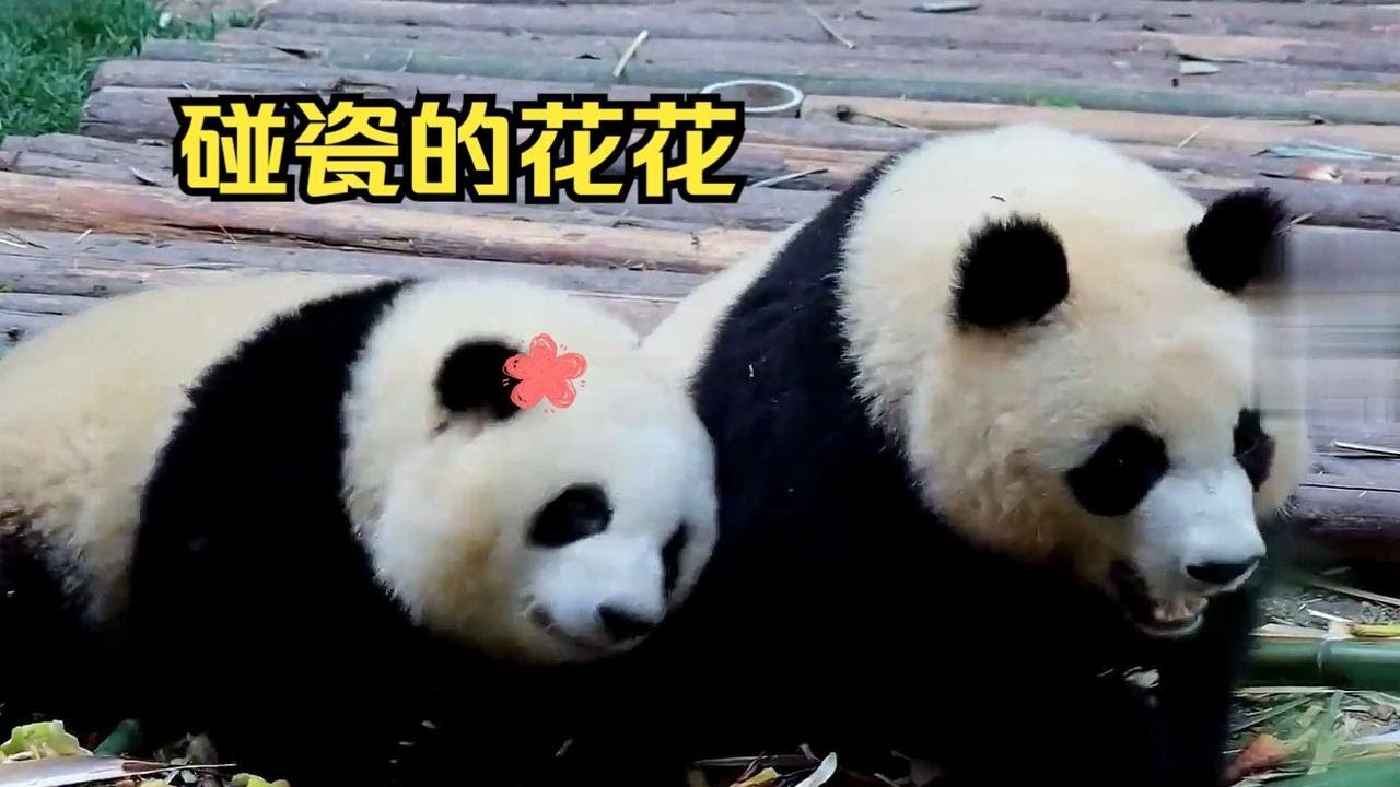如果碰瓷有十个等级，你们说花花排的上几级？真的是太费啦！