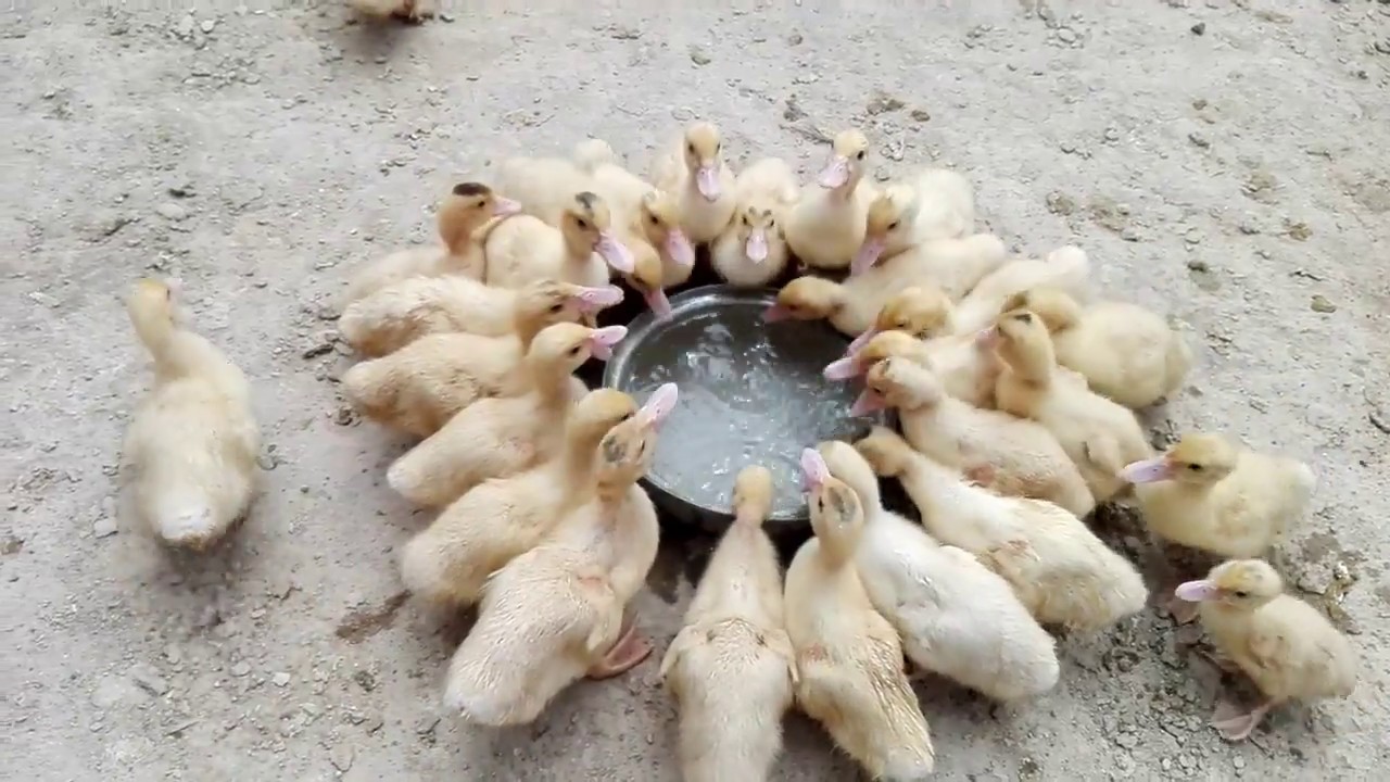 negocio avicola de Patos crianza en casa muscovy ducks