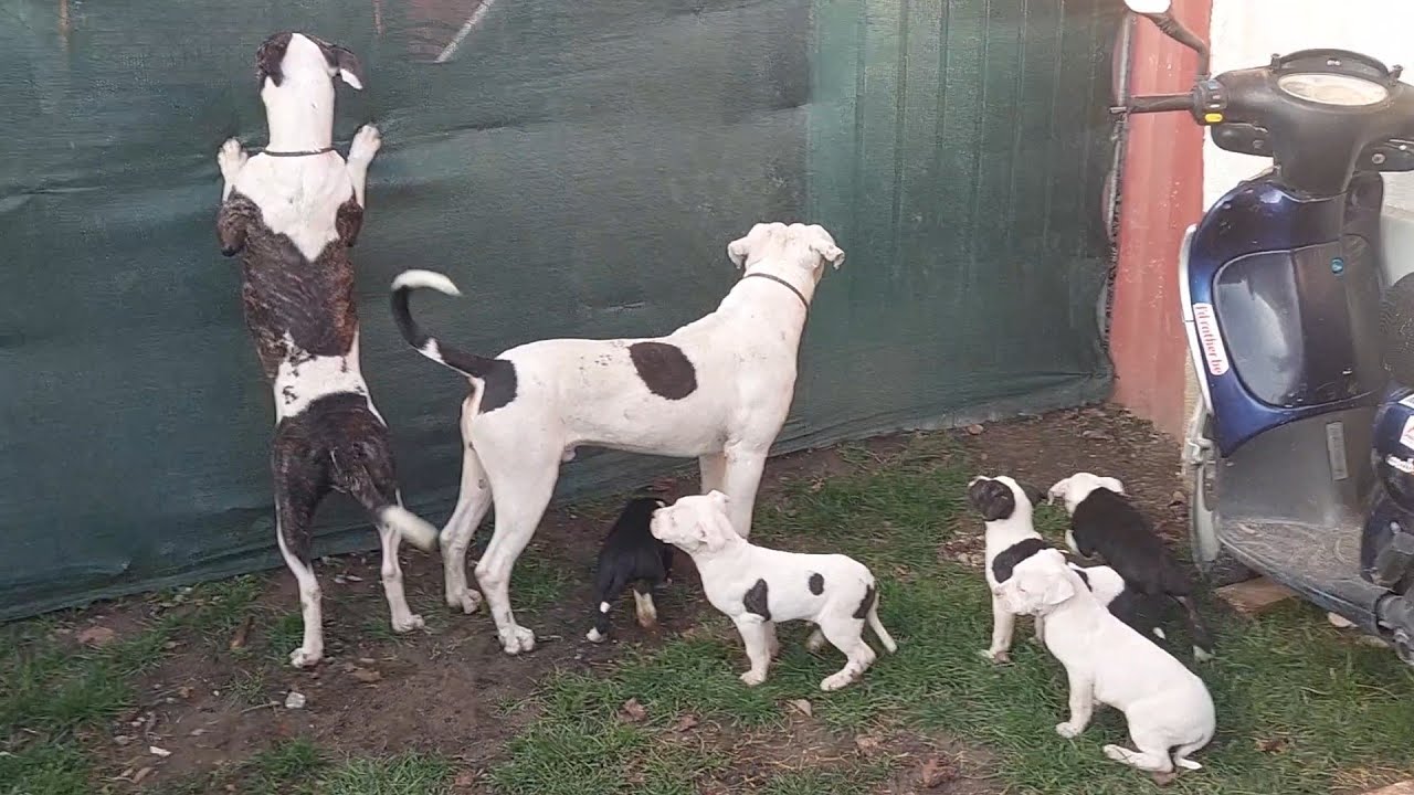 Vrei un Cățel Amstaff ? Prima data afara cu părinții